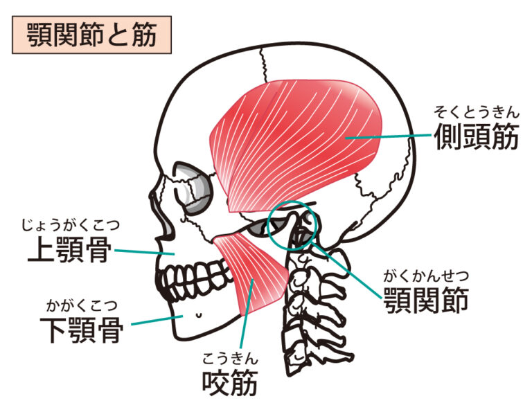 【アゴのズレ】　で　【顔が大きく】　なる？　２